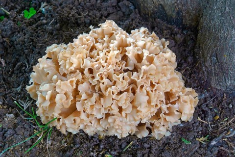 Cauliflower fungus