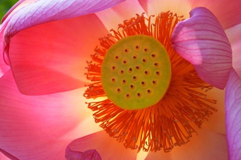 Sacred lotus