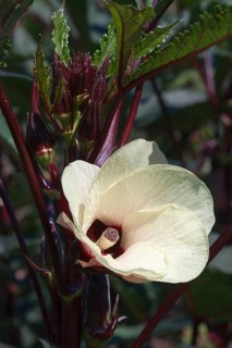 Okra