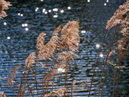 Common reed