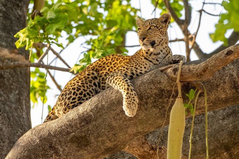 African leopard