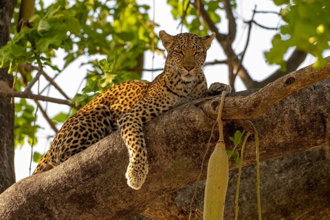 African leopard
