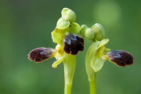Sombre bee-orchid