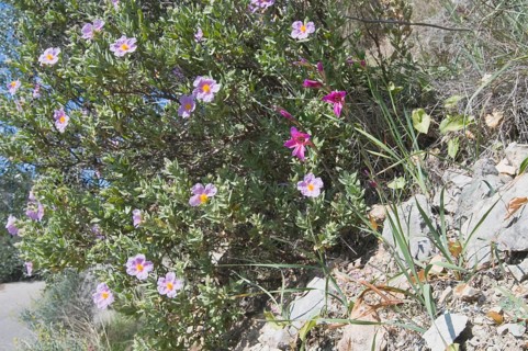 White-leaved rock rose