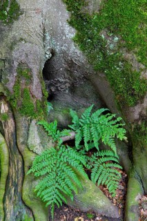 Fern leaves growing between beech roots