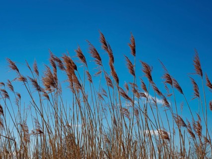 Common reed