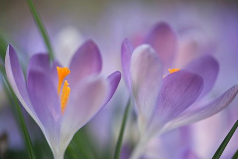 Early Crocus