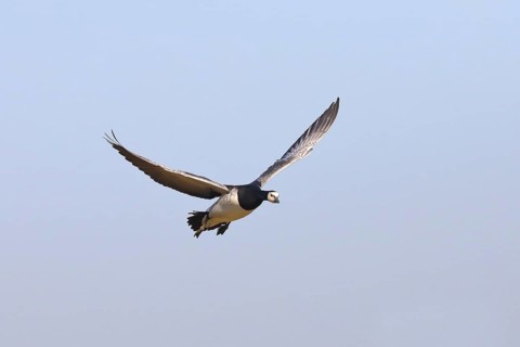 Barnacle goose