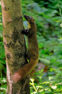 European pine marten