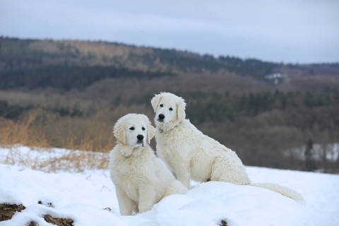 Kuvasz and Podlahanski sitting in the snow