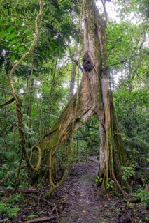 Hiking trail leads through tree with V-shaped opening