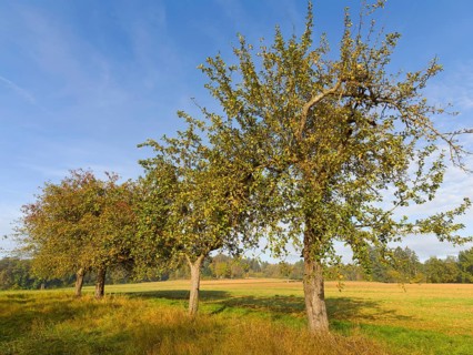 Apple trees in a row