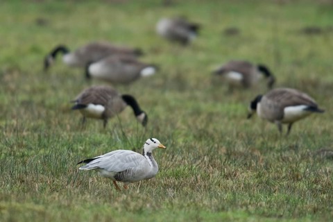 Bar-headed goose