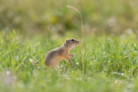 European ground squirrel