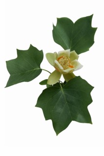Tulip tree