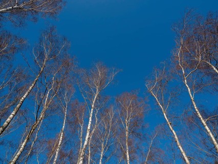 Warty birch
