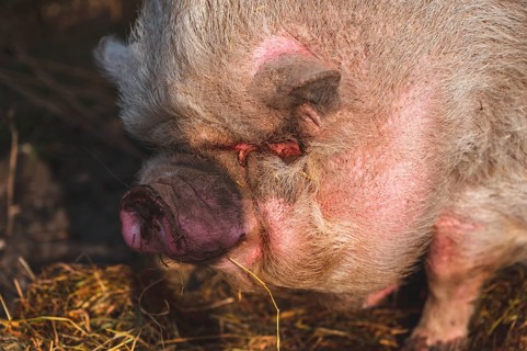 Pot-bellied pig