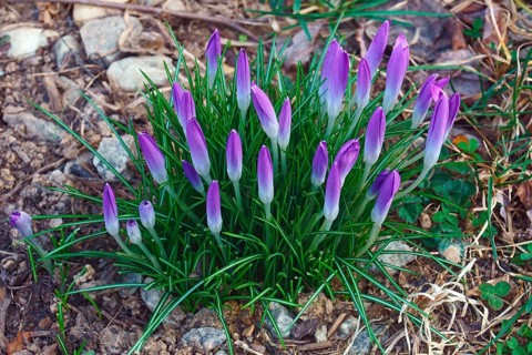 Woodland crocus