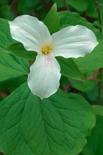 White trillium