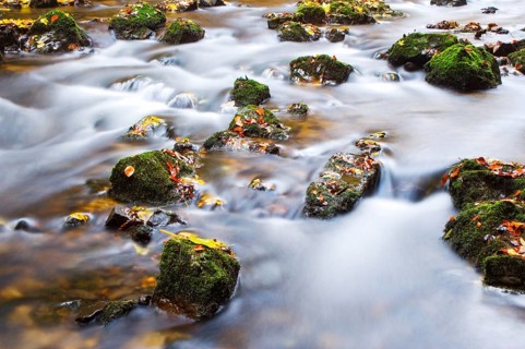 Zellerache flows through autumn forest in morning mist