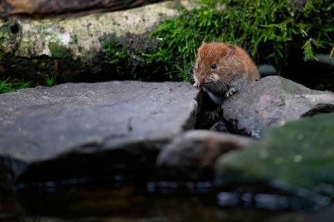 A bank vole