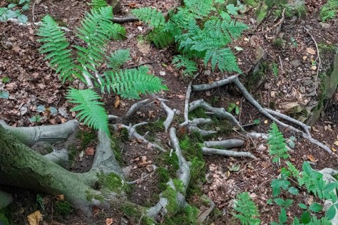 Beech roots reach into the soil