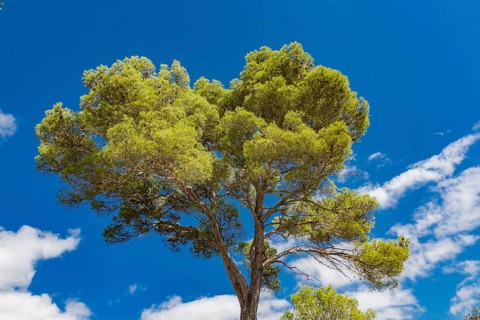 Aleppo pine
