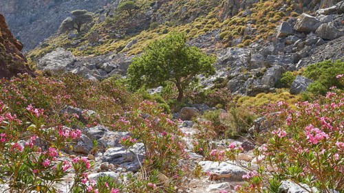 Spring in Crete