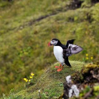 Single puffin