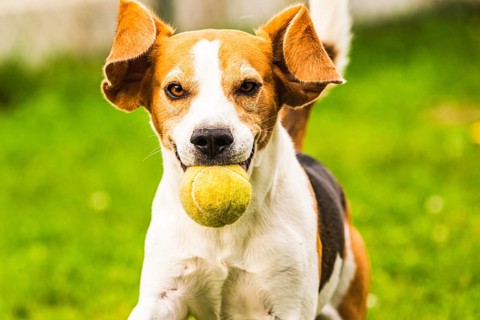 Beagle dog fun in backyard