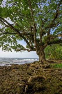 Tree roots and corals lifted out of the water by an earthquake