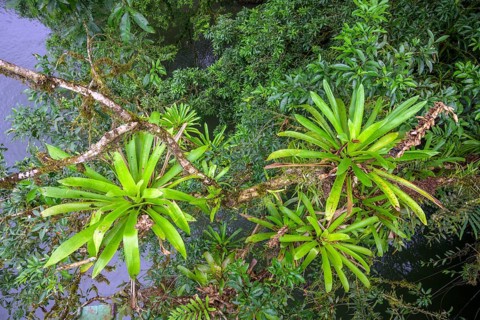 View from the suspension bridge over the Rio Puerto Viejo on vegetation