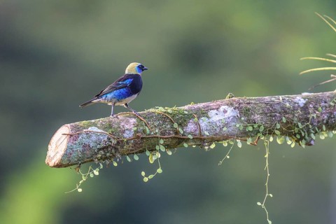 Golden-crowned Tanager
