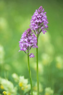 Pyramidal orchid