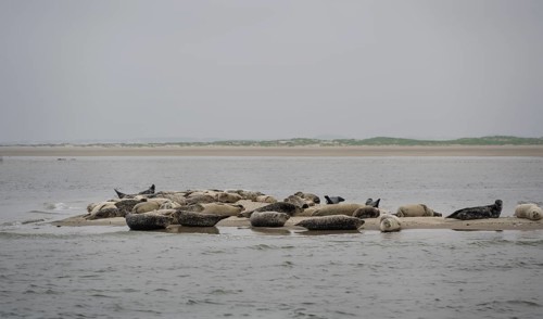 Grey seals