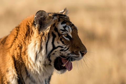 Bengal tiger