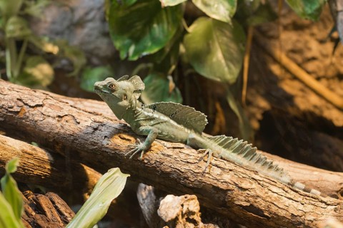 Plumed basilisk