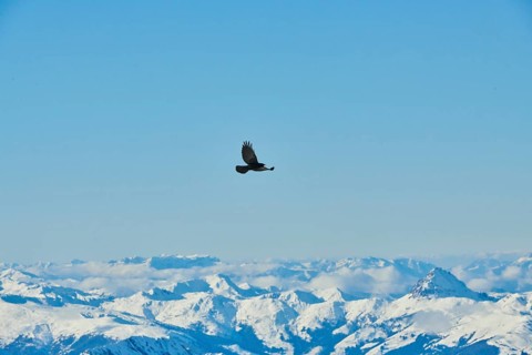 Yellow-billed chough