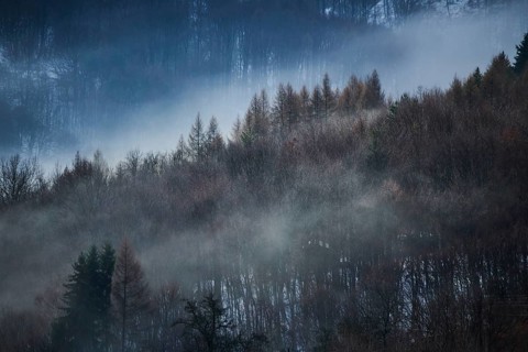 Fog lying in the forest in a valley