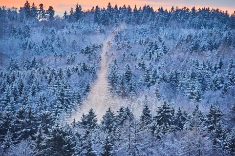 Colored Fog above a Norway spruce