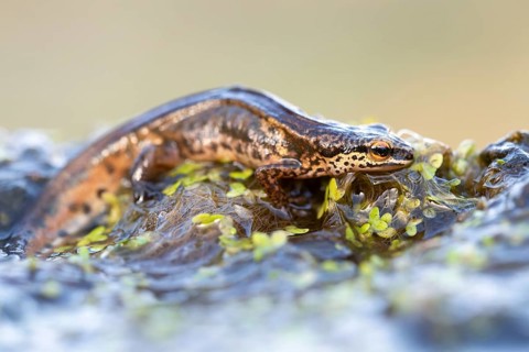 Palmate newt