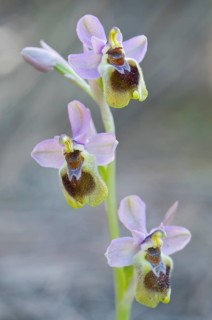 Sawfly orchid
