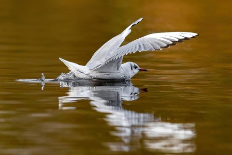 A black-headed gull making a belly landing