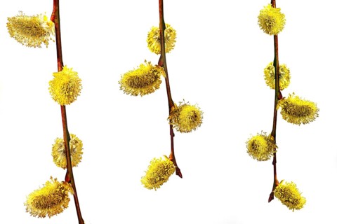 Three hanging branches with catkins