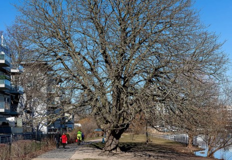 Natural Monument Tree on the banks of the Havel in Spandau