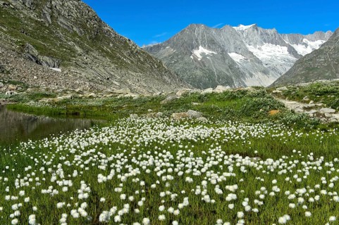 Hare's-tail cottongrass