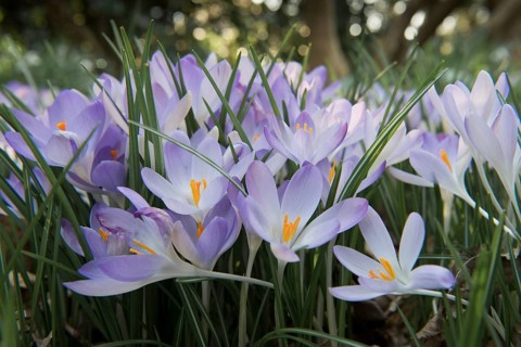 Early Crocus