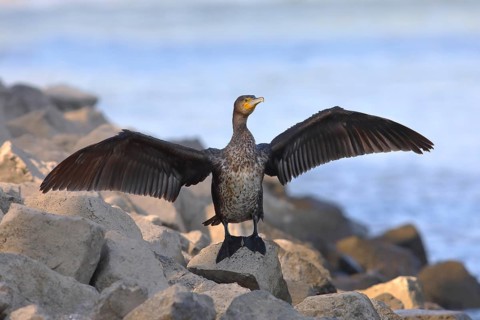 Great cormorant
