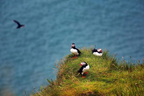 Three puffin