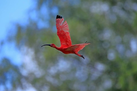 Scarlet ibis